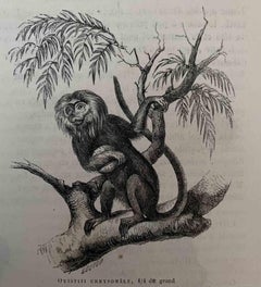 Antique The Monkey - Lithograph by Paul Gervais - 1854