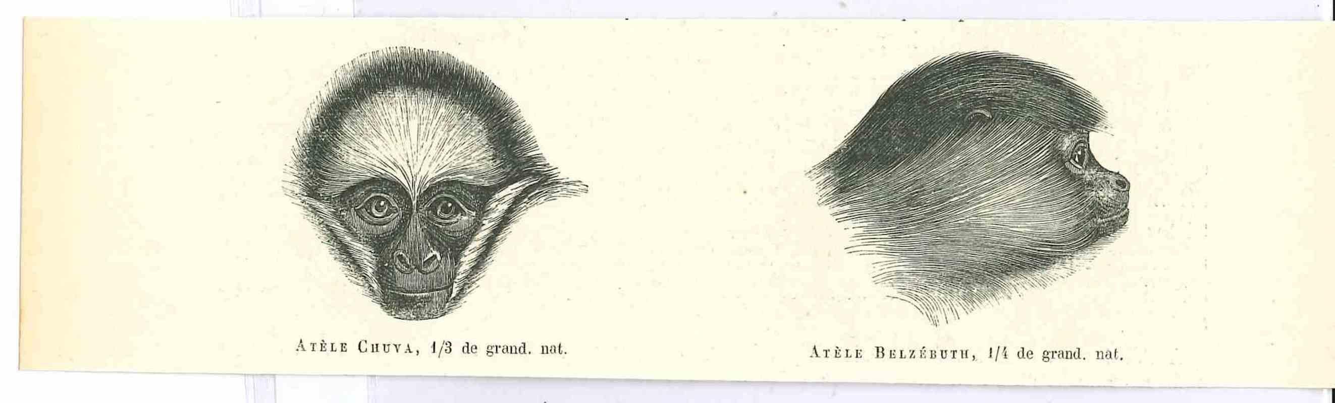Paul Gervais  Animal Print – The Monkey – Lithographie von Paul Gervais, 1854