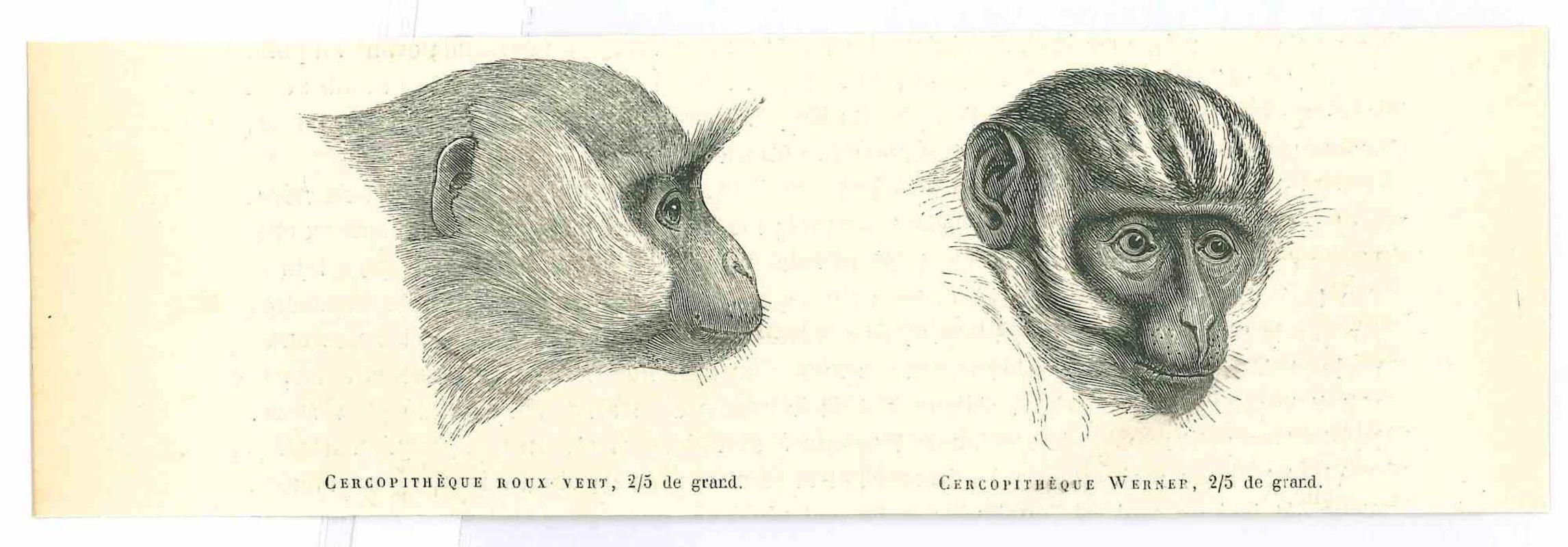 The Monkey - Lithograph by Paul Gervais - 1854