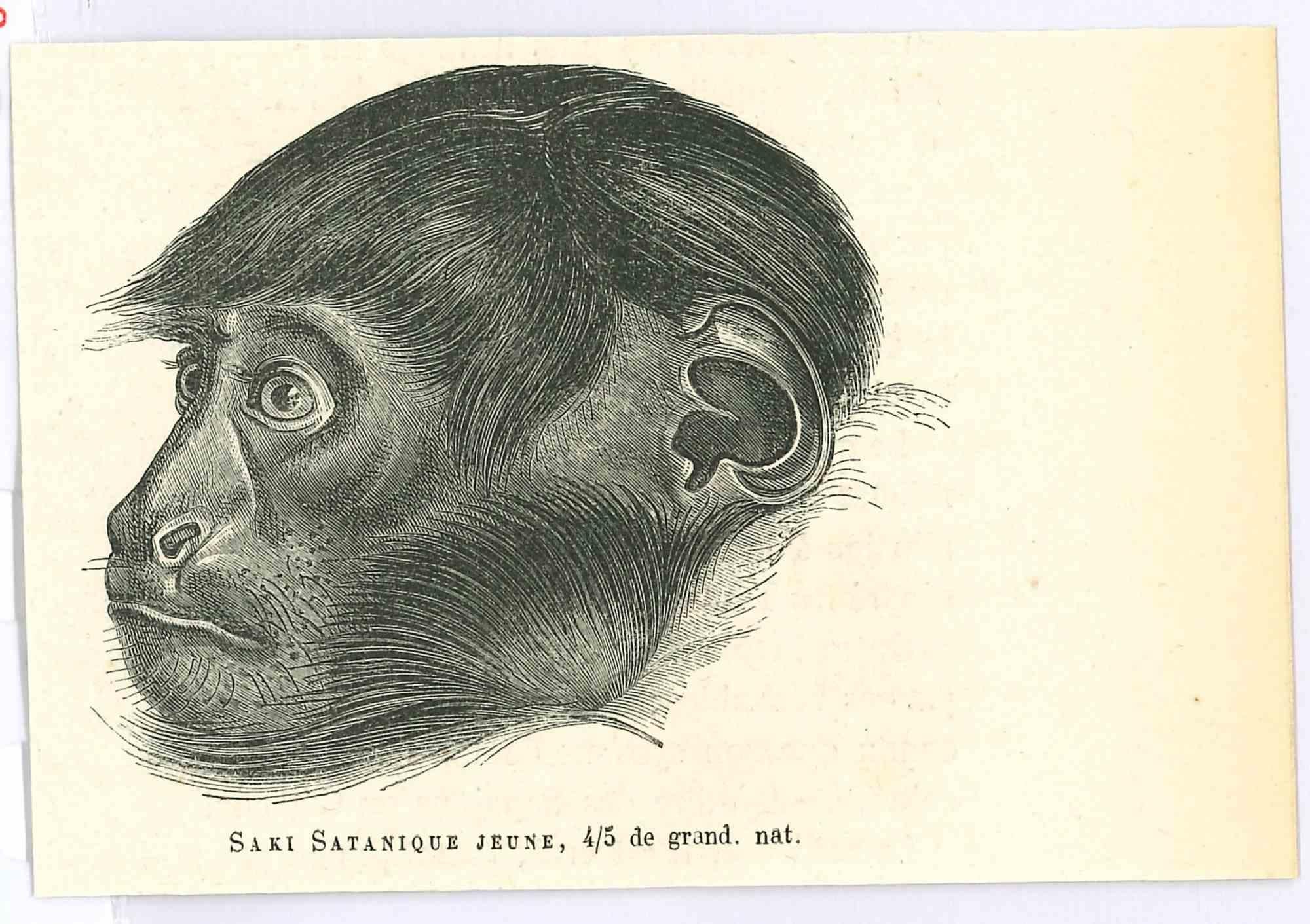 The Monkey - Lithograph by Paul Gervais - 1854