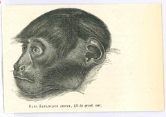 Antique The Monkey - Lithograph by Paul Gervais - 1854