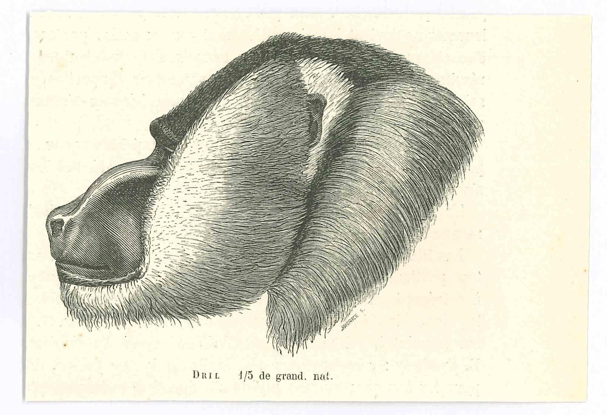 Paul Gervais  Figurative Print – The Monkey – Originallithographie von Paul Gervais, 1854