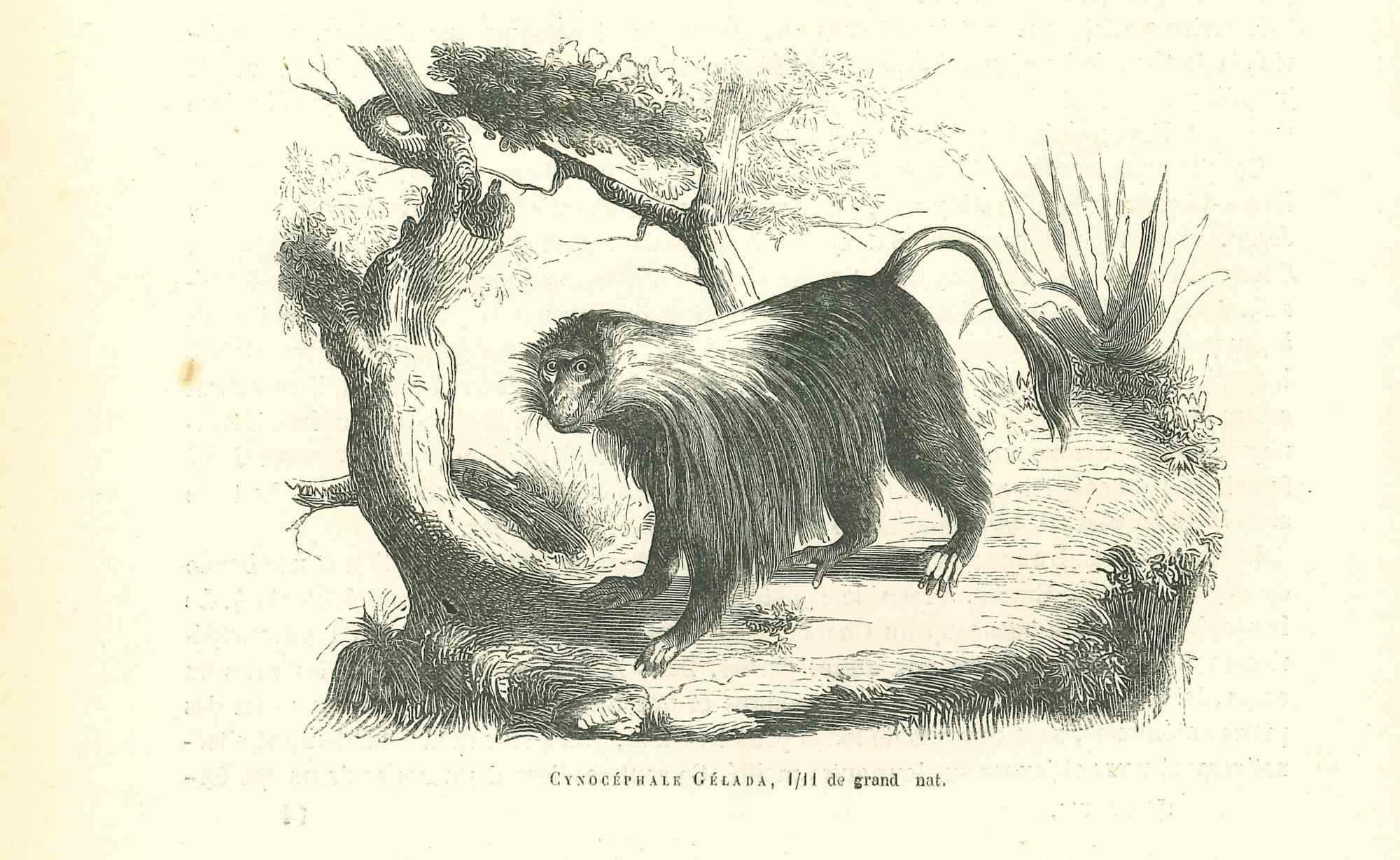 The Monkey is an original lithograph on ivory-colored paper, realized by Paul Gervais (1816-1879). The artwork is from The Series of "Les Trois Règnes de la Nature", and was published in 1854.

Good conditions.

Titled on the lower. With the notes