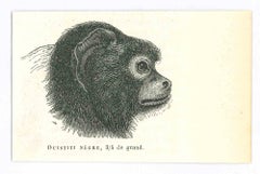 The Monkey - Original Lithograph by Paul Gervais - 1854