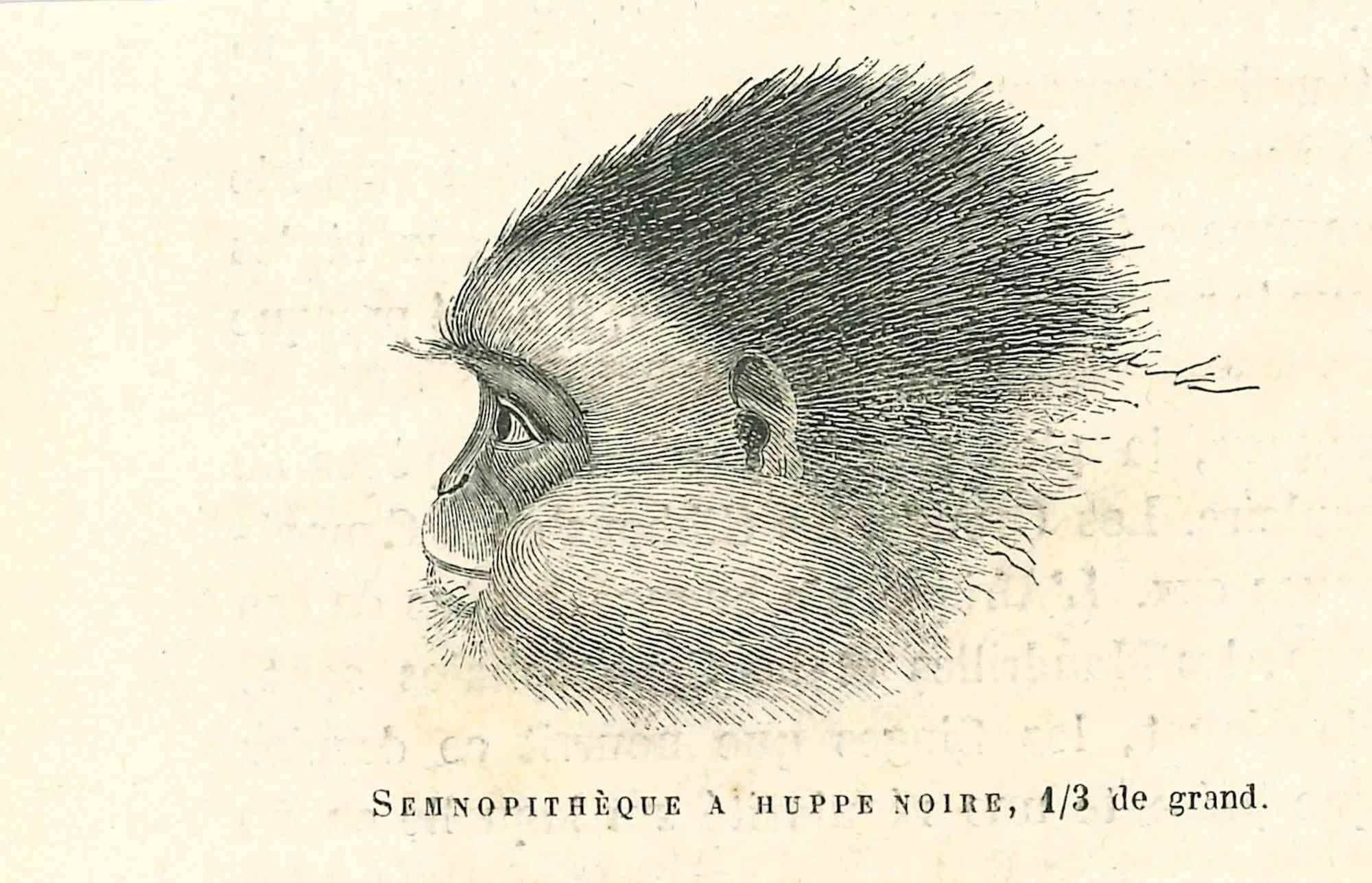 The Monkey is an original lithograph on ivory-colored paper, realized by Paul Gervais (1816-1879). The artwork is from The Series of "Les Trois Règnes de la Nature", and was published in 1854.

Good conditions.

Titled on the lower. With the notes