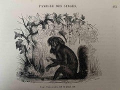 The Monkey – Originallithographie von Paul Gervais, 1854