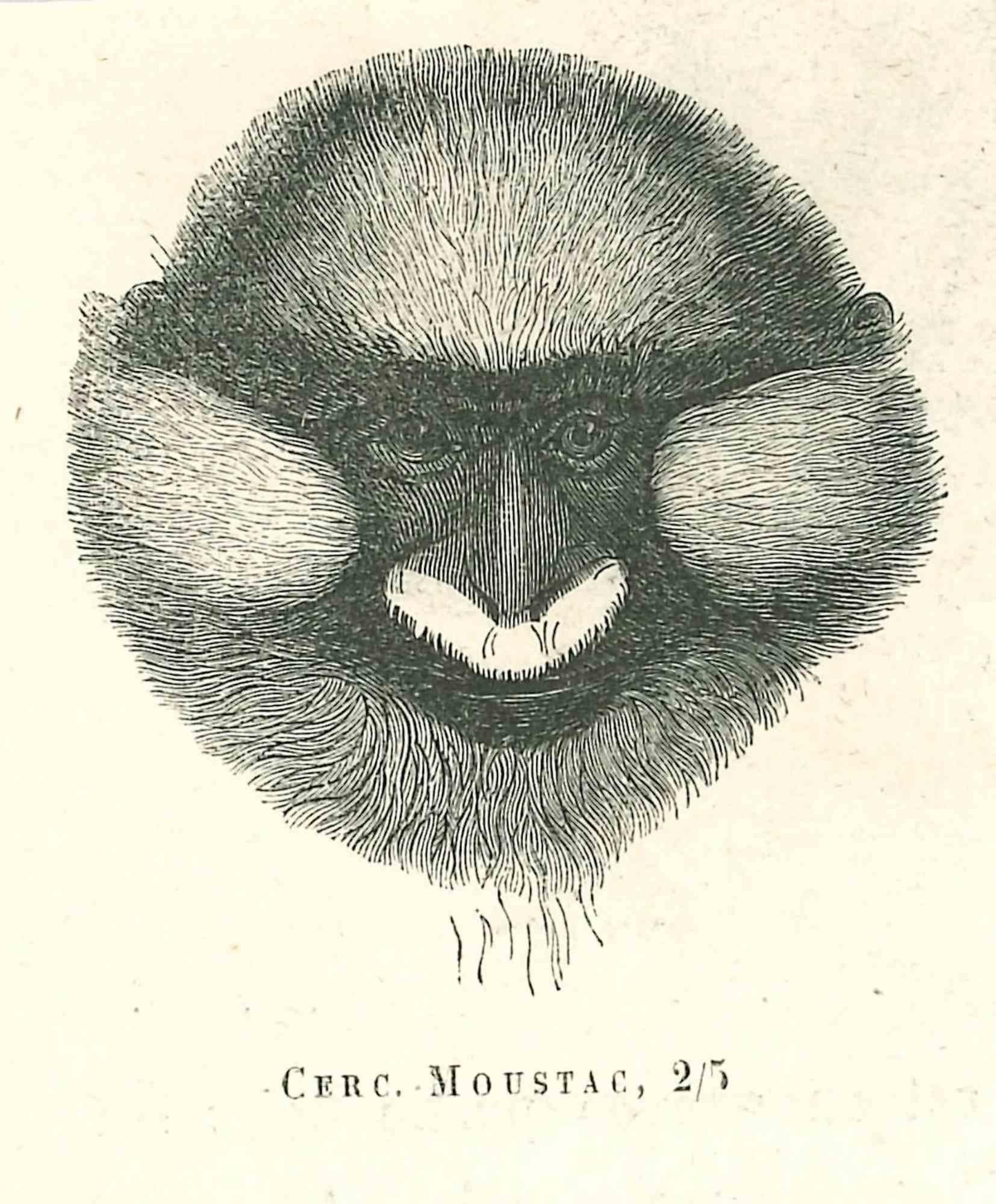 Paul Gervais  Animal Print – The Monkey – Originallithographie von Paul Gervais, 1854