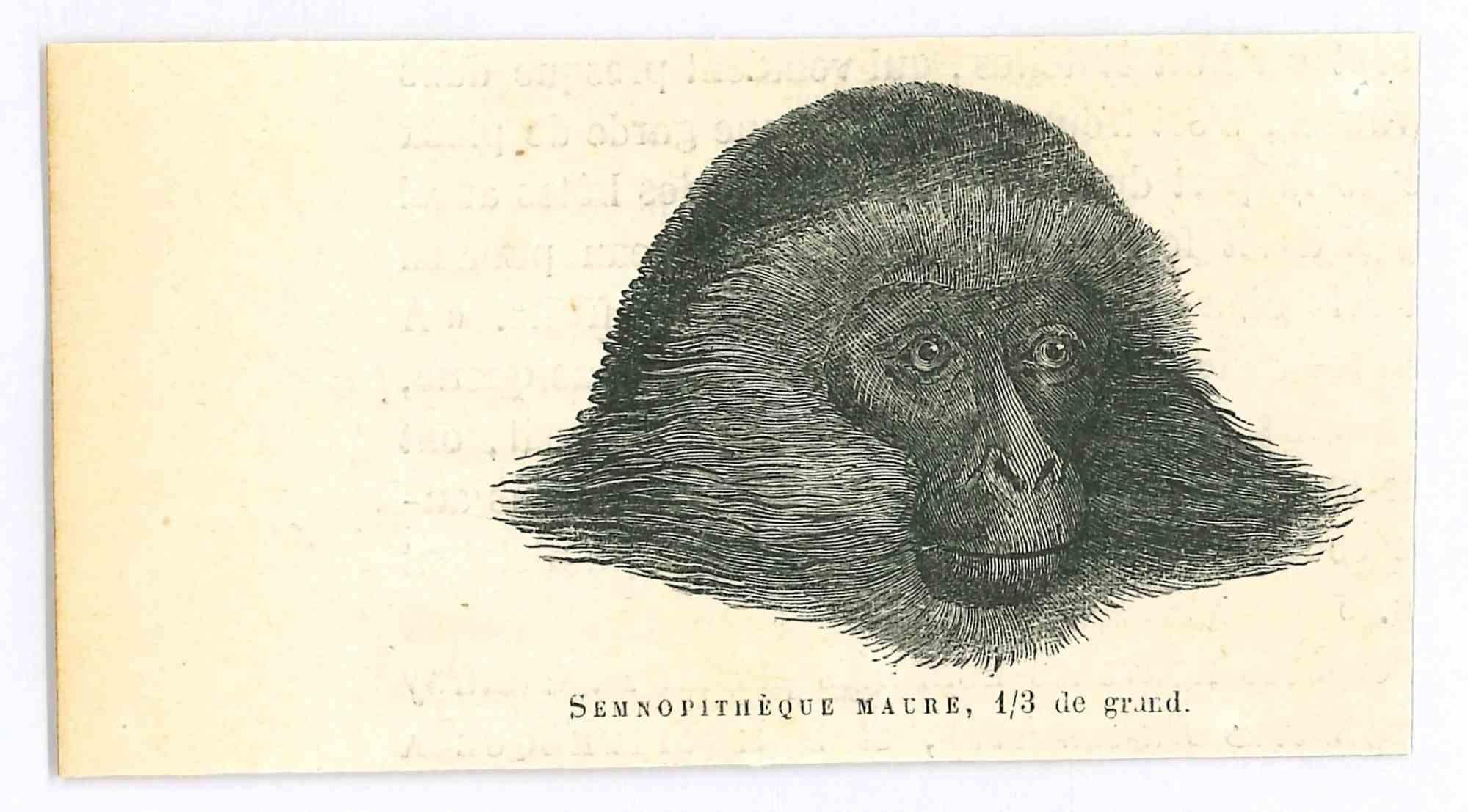 Le singe - Lithographie originale de Paul Gervais - 1854