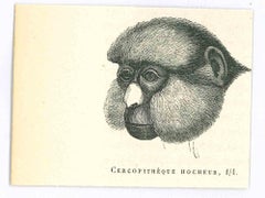 The Monkey - Original Lithograph by Paul Gervais - 1854