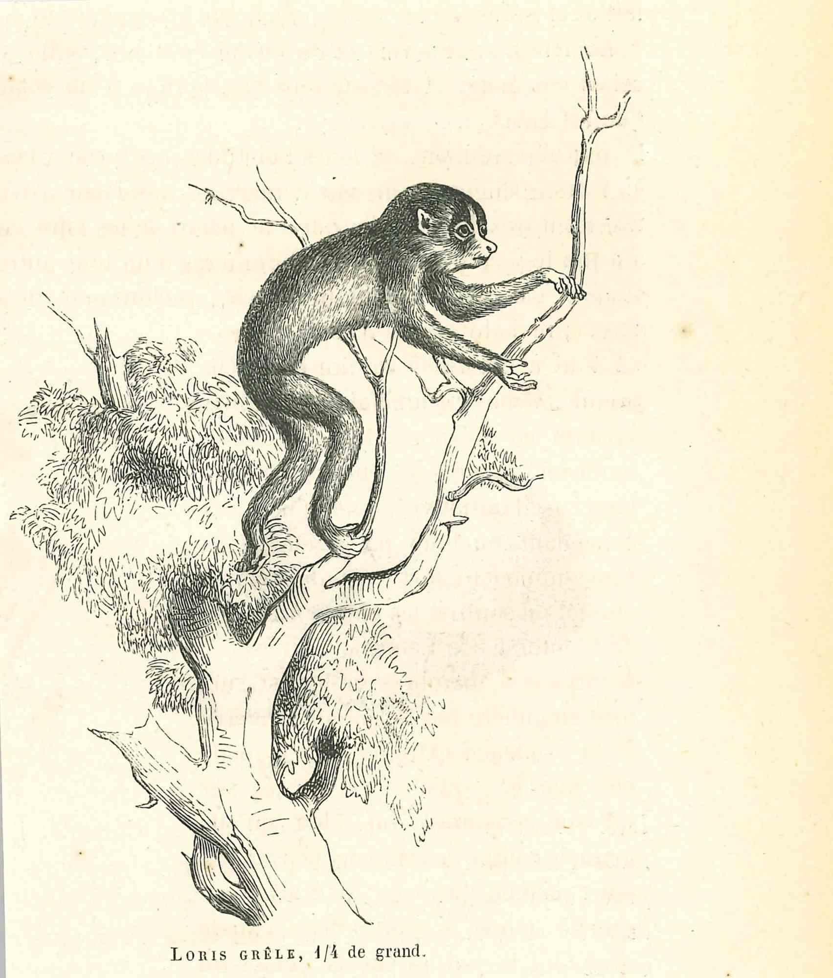The Monkey - Original Lithograph by Paul Gervais - 1854