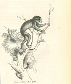 The Monkey - Original Lithograph by Paul Gervais - 1854