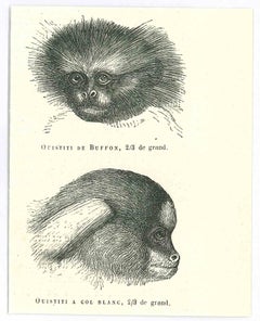 Antique The Monkey - Original Lithograph by Paul Gervais - 1854