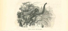Le singe - Lithographie originale de Paul Gervais - 1854