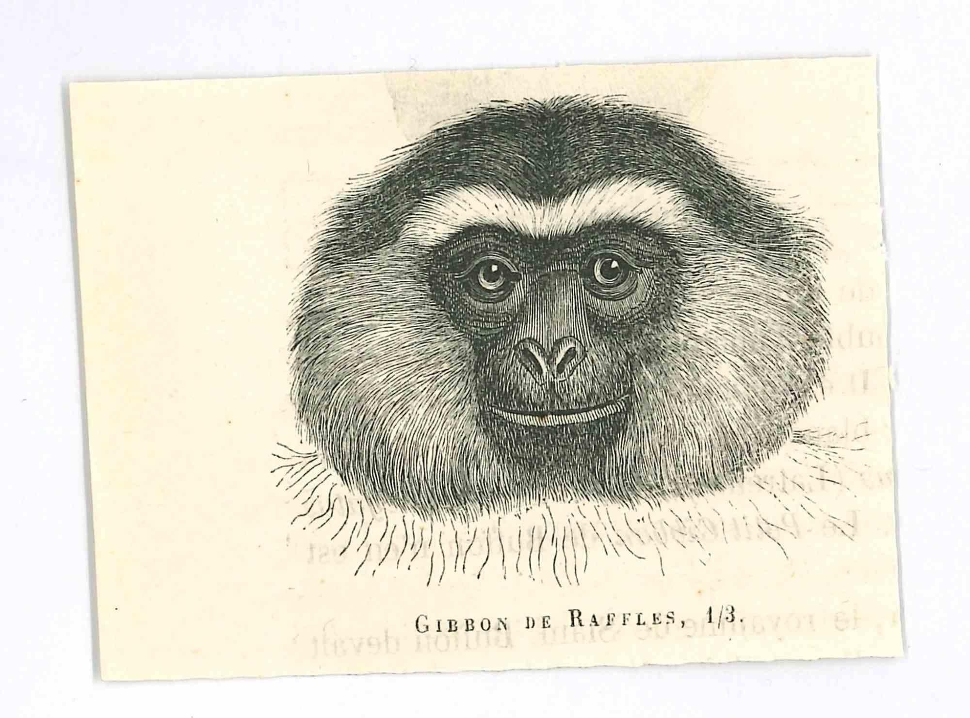 The Monkey is an original lithograph on ivory-colored paper, realized by Paul Gervais (1816-1879). The artwork is from The Series of "Les Trois Règnes de la Nature", and was published in 1854.

Good conditions.

Titled on the lower. With the notes