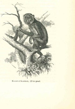 Antique The Monkey - Original Lithograph by Paul Gervais - 1854