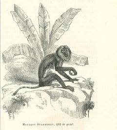 Le singe - Lithographie originale de Paul Gervais - 1854