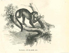 Le singe - Lithographie originale de Paul Gervais - 1854