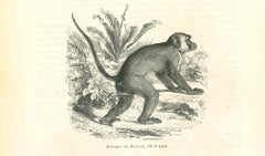 Antique The Monkey - Original Lithograph by Paul Gervais - 1854