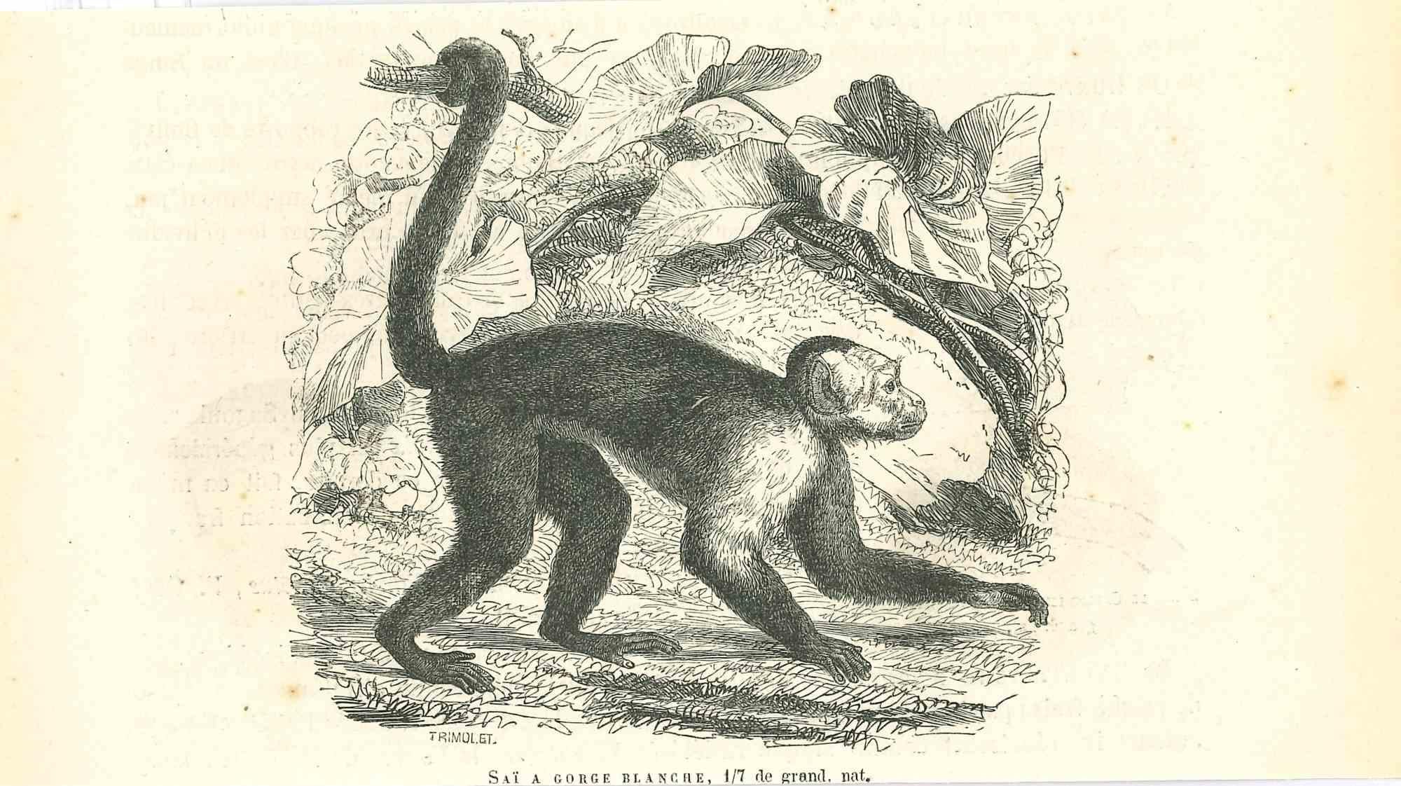 The Monkey is an original lithograph on ivory-colored paper, realized by Paul Gervais (1816-1879). The artwork is from The Series of "Les Trois Règnes de la Nature", and was published in 1854.

Good conditions.

Titled on the lower. With the notes