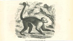 Le singe - Lithographie originale de Paul Gervais - 1854
