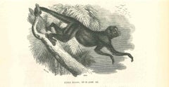 The Monkey – Originallithographie von Paul Gervais, 1854
