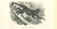 Le singe - Lithographie originale de Paul Gervais - 1854