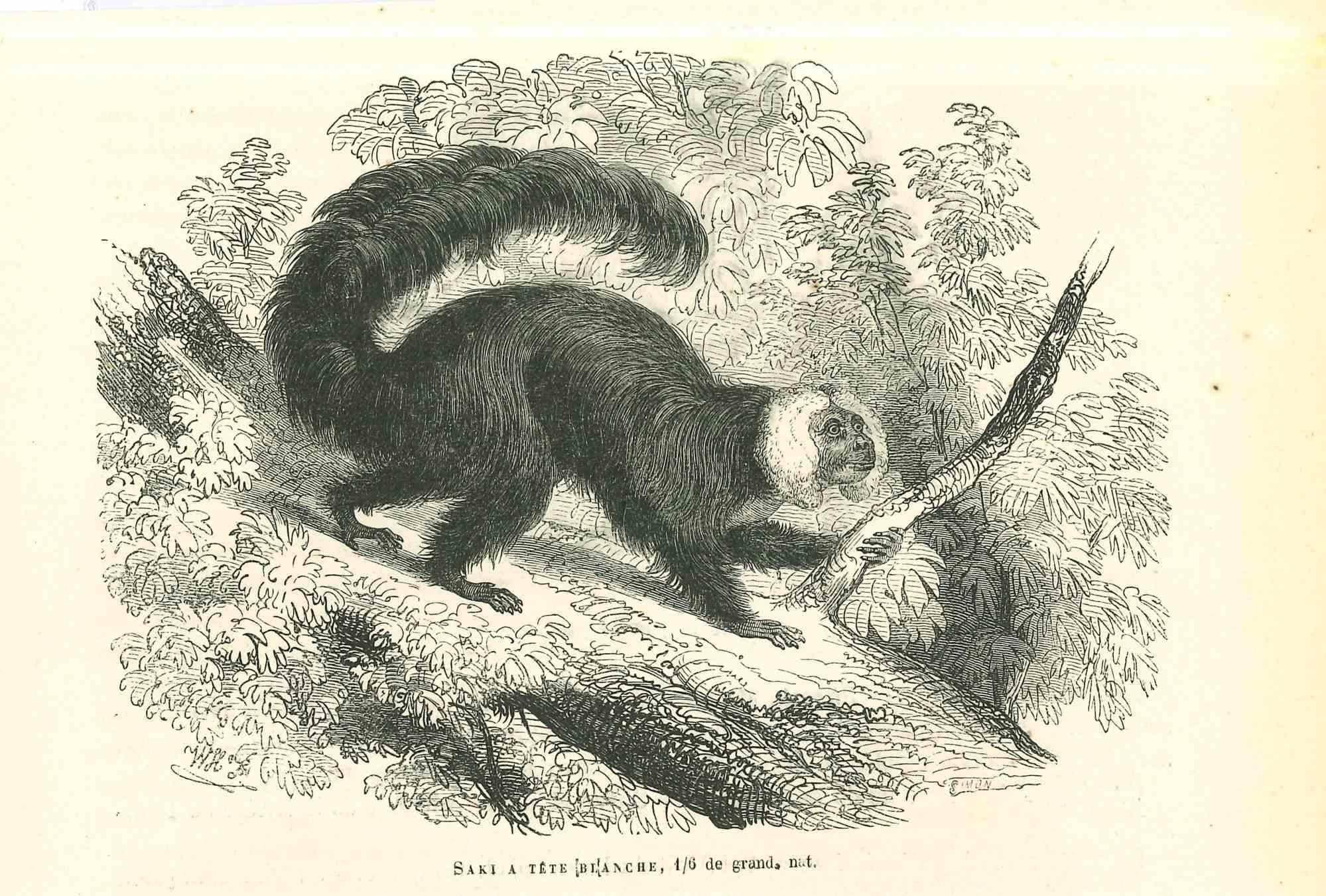 The Monkey is an original lithograph on ivory-colored paper, realized by Paul Gervais (1816-1879). The artwork is from The Series of "Les Trois Règnes de la Nature", and was published in 1854.

Good conditions.

Titled on the lower. With the notes