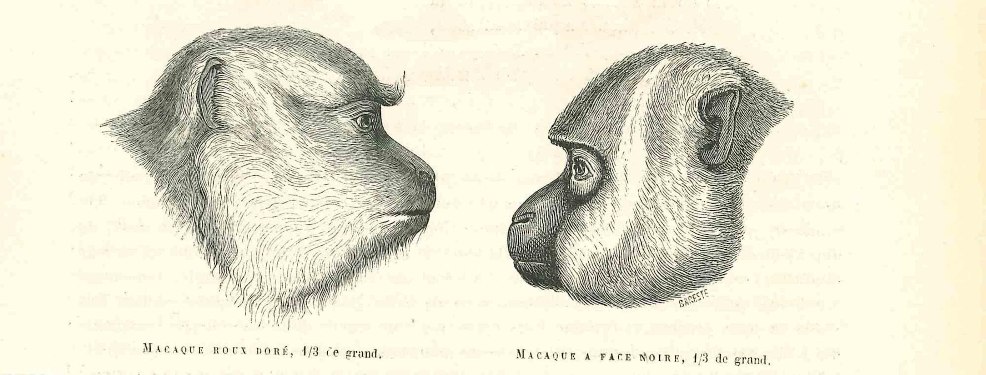 The Monkeys Look is an original lithograph on ivory-colored paper, realized by Paul Gervais (1816-1879). The artwork is from The Series of "Les Trois Règnes de la Nature", and was published in 1854.

Good conditions.

Titled on the lower. With the