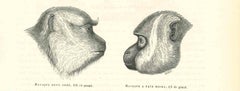 Le regard des singes - Lithographie originale de Paul Gervais - 1854