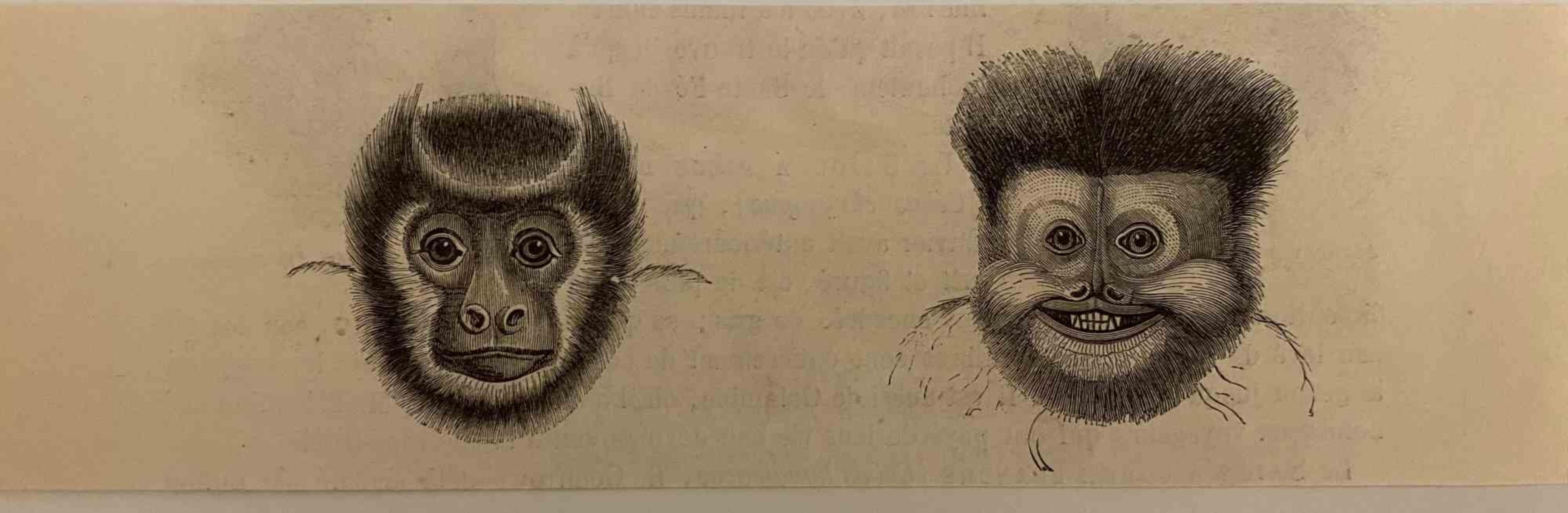 The Monkeys is an original lithograph on ivory-colored paper, realized by Paul Gervais (1816-1879). The artwork is from The Series of "Les Trois Règnes de la Nature", and was published in 1854.

Good conditions.

Titled on the lower. With the notes