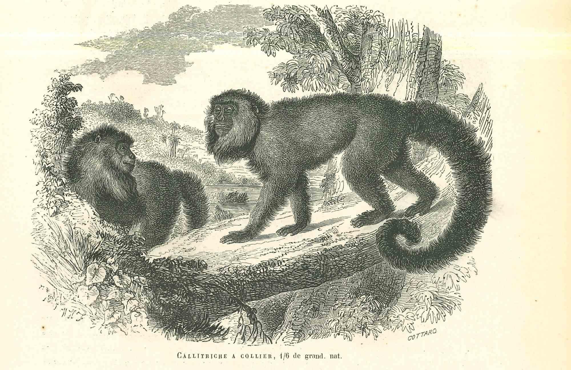 monkey bruh