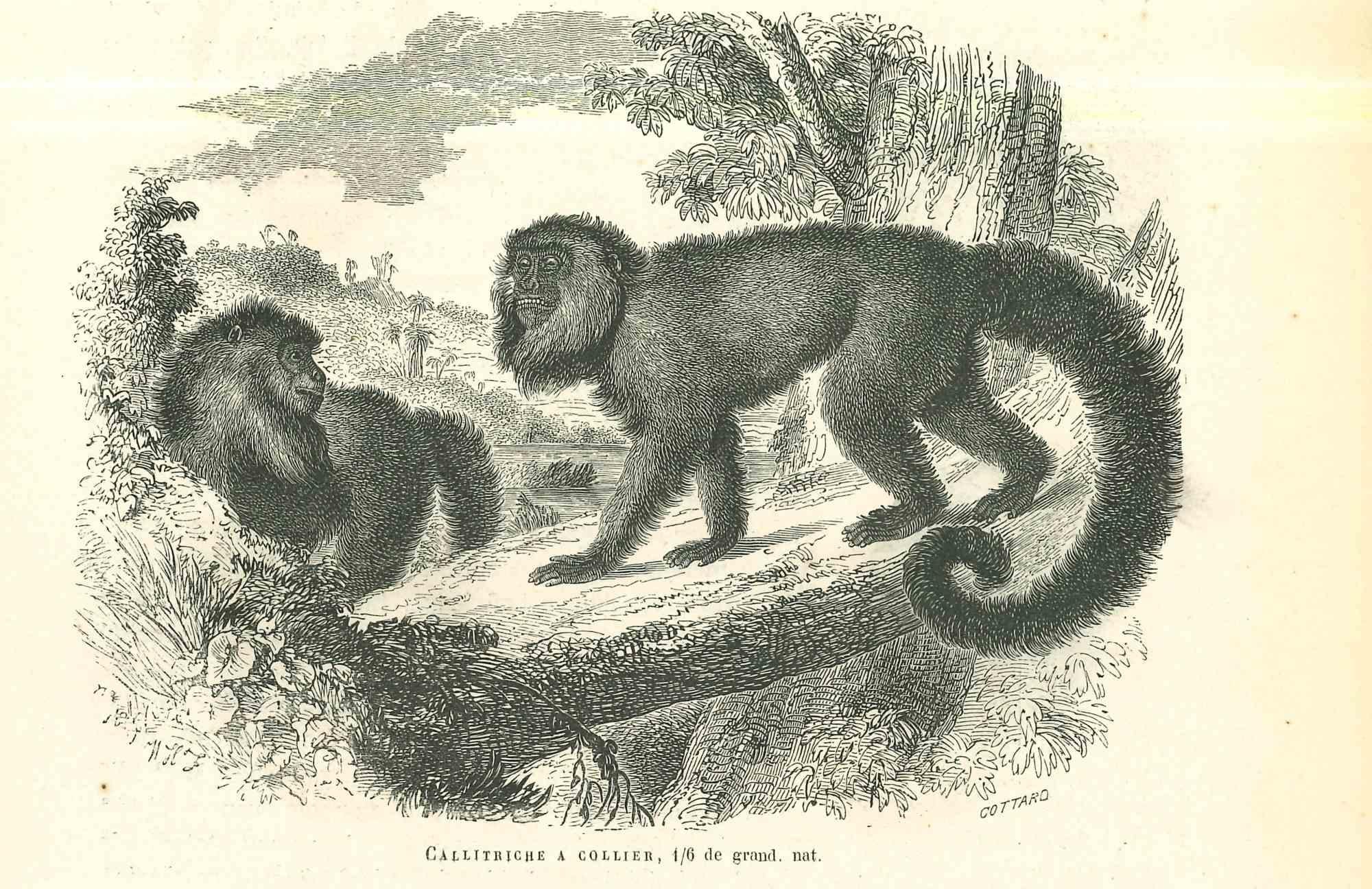 The Monkeys - Original Lithograph by Paul Gervais - 1854