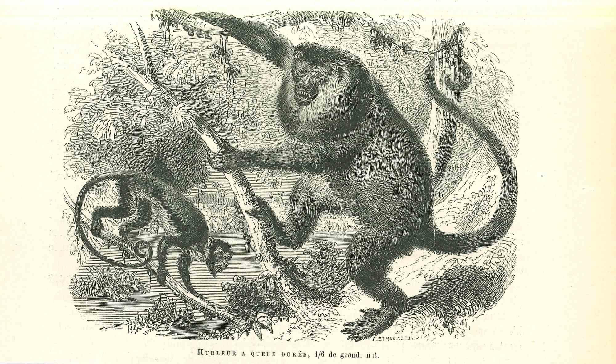 Paul Gervais  Figurative Print – The Monkeys – Originallithographie von Paul Gervais, 1854