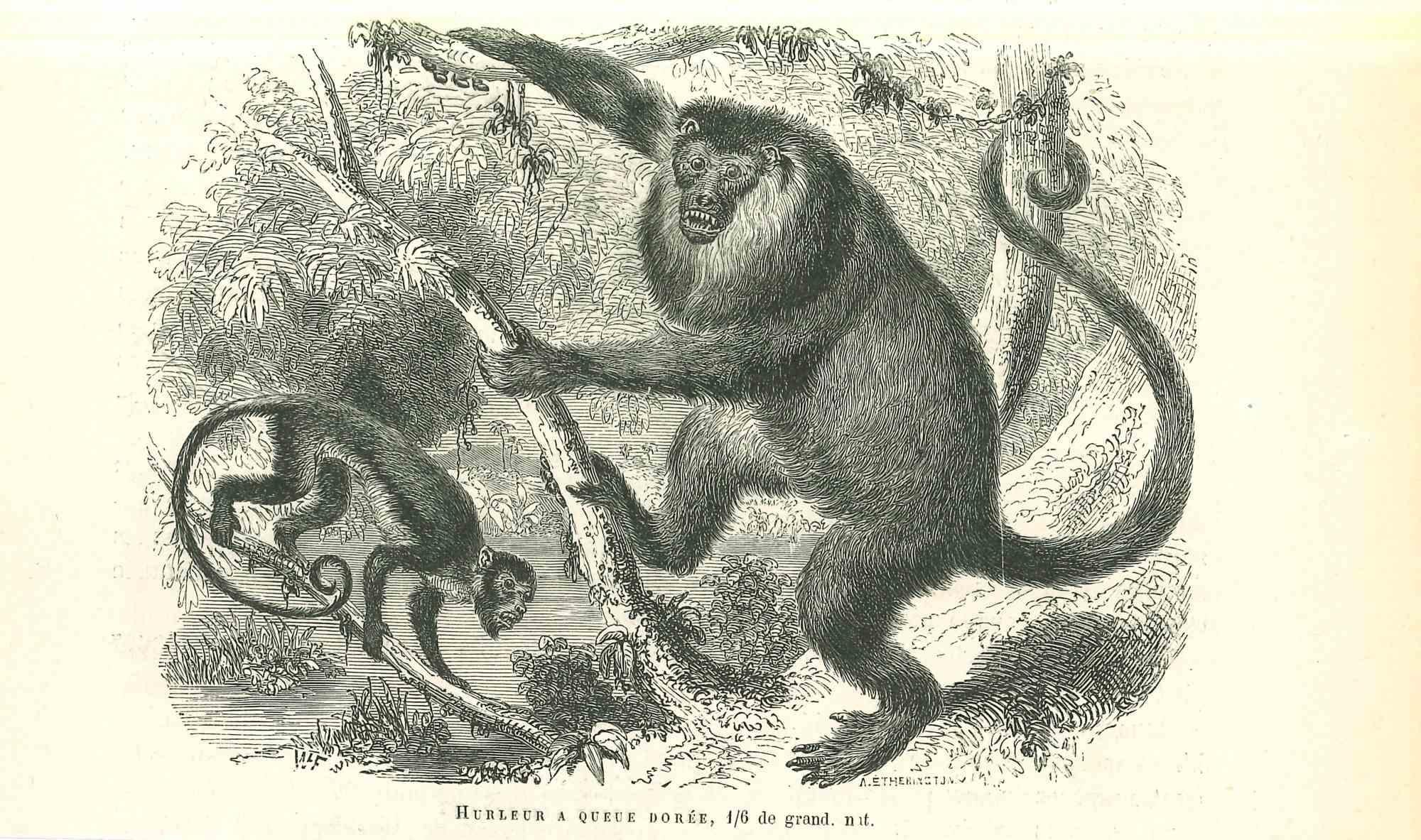 The Monkeys is an original lithograph on ivory-colored paper, realized by Paul Gervais (1816-1879). The artwork is from The Series of "Les Trois Règnes de la Nature", and was published in 1854.

Good conditions.

Titled on the lower. With the notes