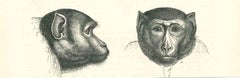Antique The Monkeys - Original Lithograph by Paul Gervais - 1854