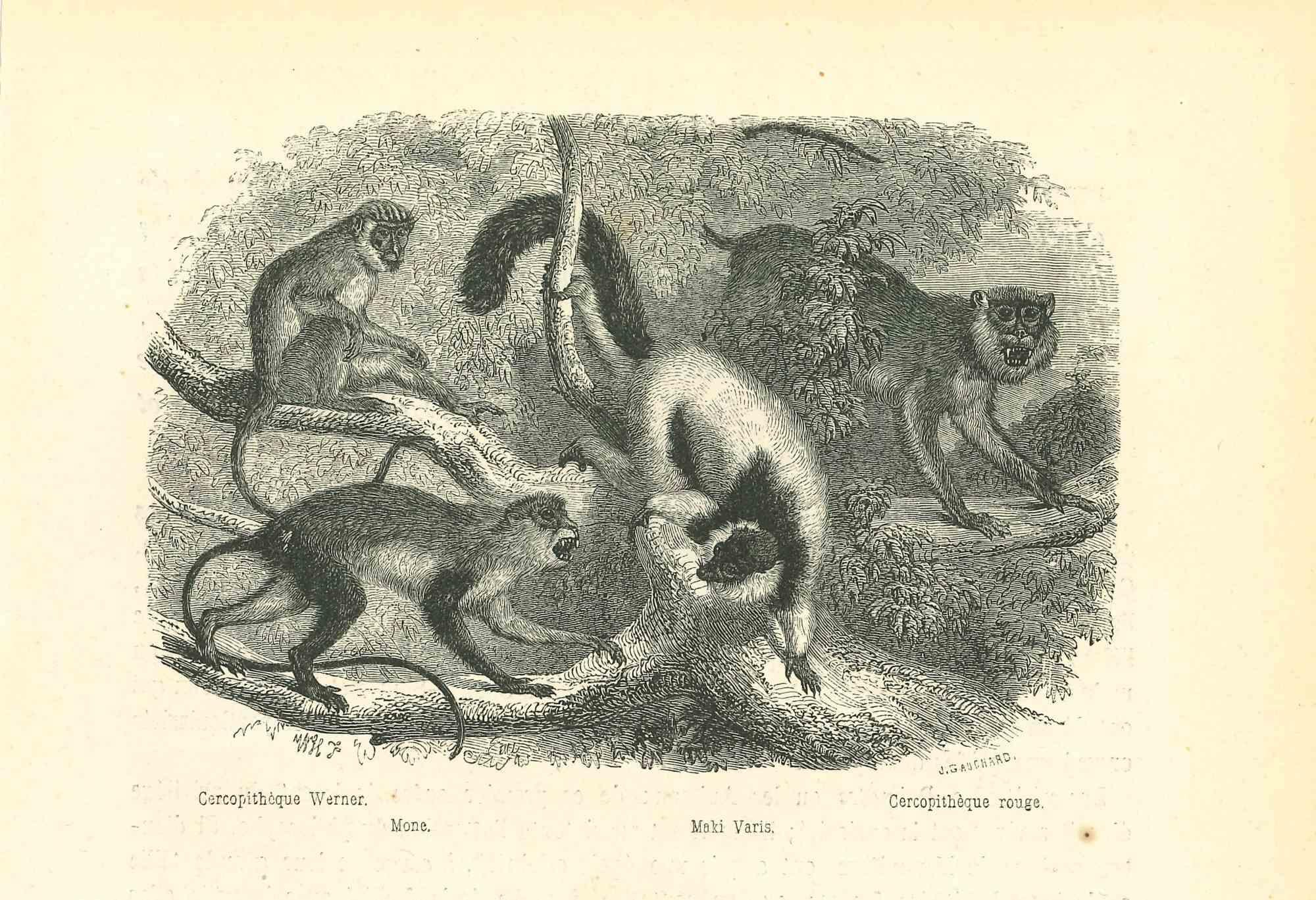 The Monkeys is an original lithograph on ivory-colored paper, realized by Paul Gervais (1816-1879). The artwork is from the series of "Les Trois Règnes de la Nature", and was published in 1854.

Good conditions. Titled on the lower with notes on the