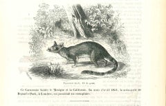 Antique The Mouse - Lithograph by Paul Gervais - 1854