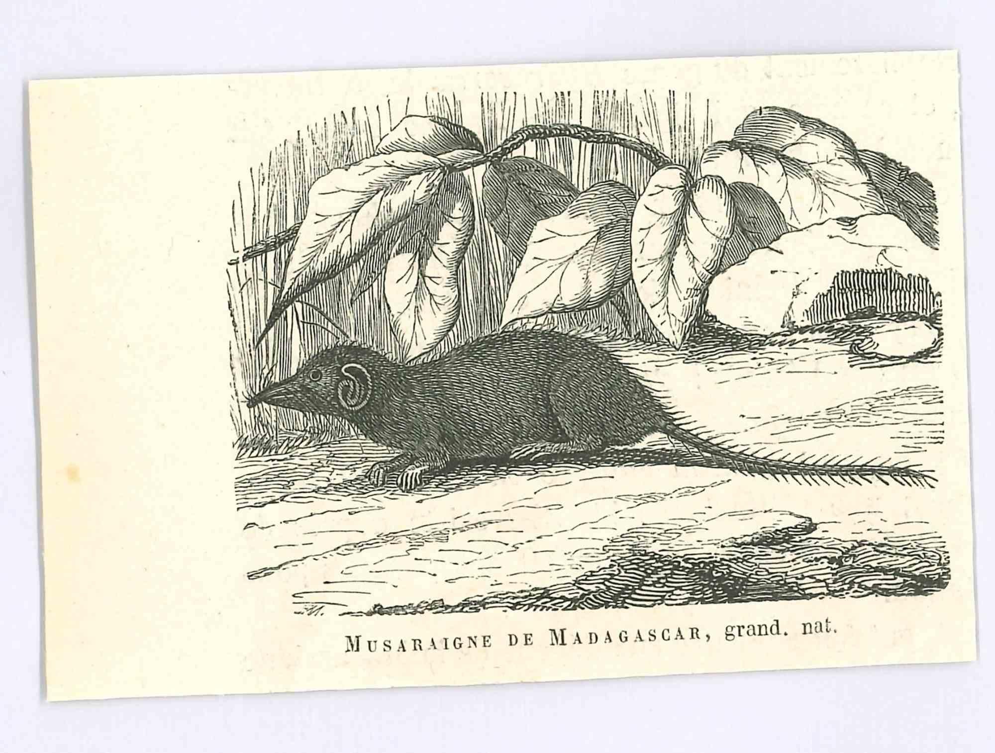 Paul Gervais  Figurative Print – The Mouse of Madagascar – Originallithographie von Paul Gervais, 1854