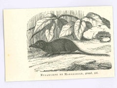 Antique The Mouse of Madagascar - Original Lithograph by Paul Gervais - 1854