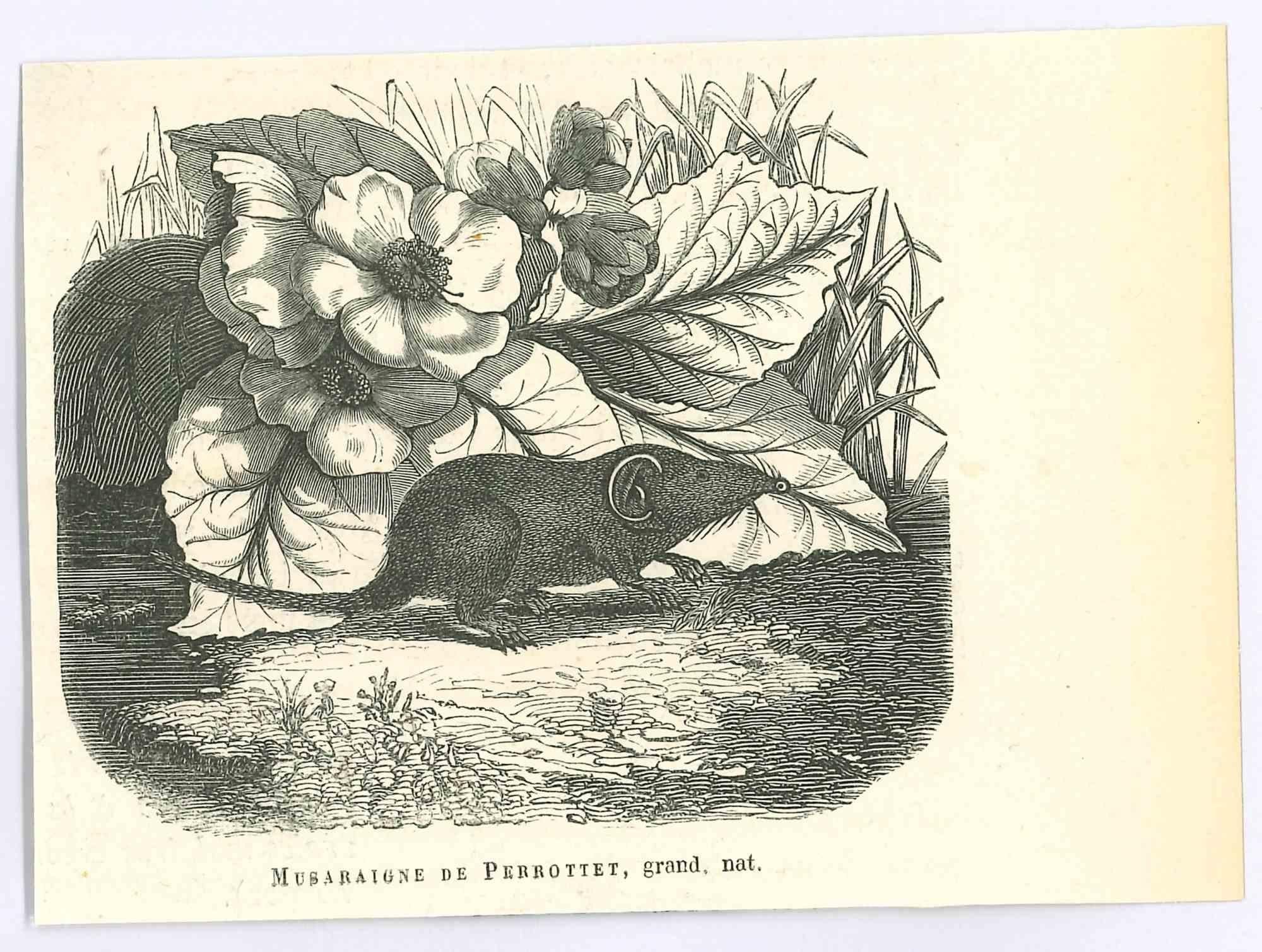 The Mouse - Original Lithograph by Paul Gervais - 1854