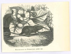 La souris - Lithographie originale de Paul Gervais - 1854