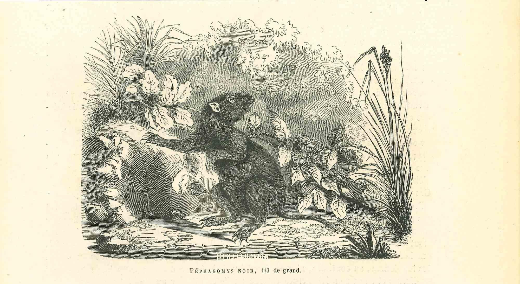 The Mouse is an original lithograph on ivory-colored paper, realized by Paul Gervais (1816-1879). The artwork is from The Series of "Les Trois Règnes de la Nature", and was published in 1854.

Good conditions.

Titled on the lower. With the notes on