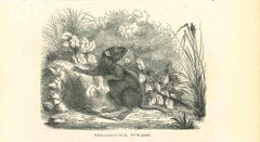 La souris - Lithographie de Paul Gervais - 1854