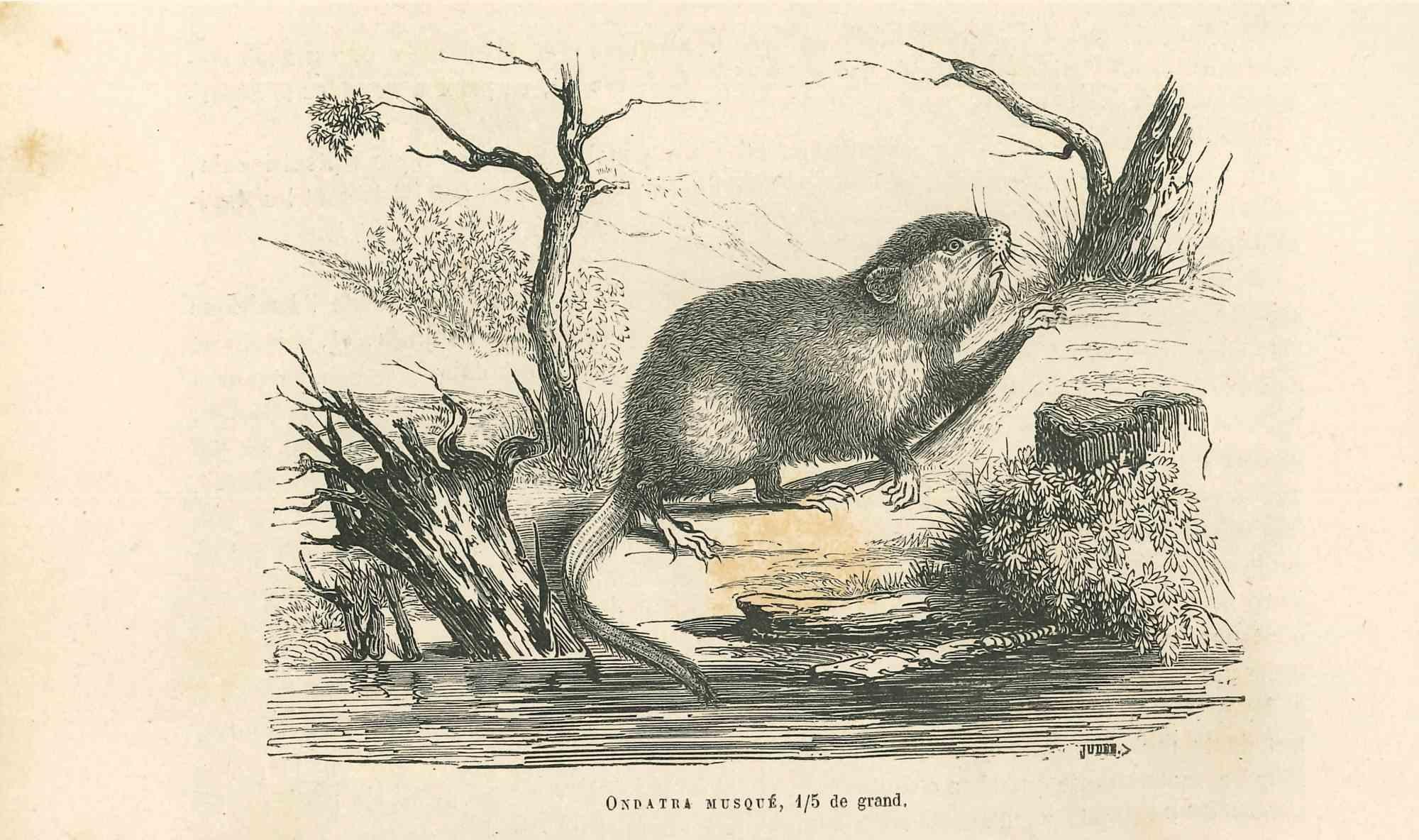 The Mouse is an original lithograph on ivory-colored paper, realized by Paul Gervais (1816-1879). The artwork is from The Series of "Les Trois Règnes de la Nature", and was published in 1854.

Good conditions with minor stain.

Titled on the lower.