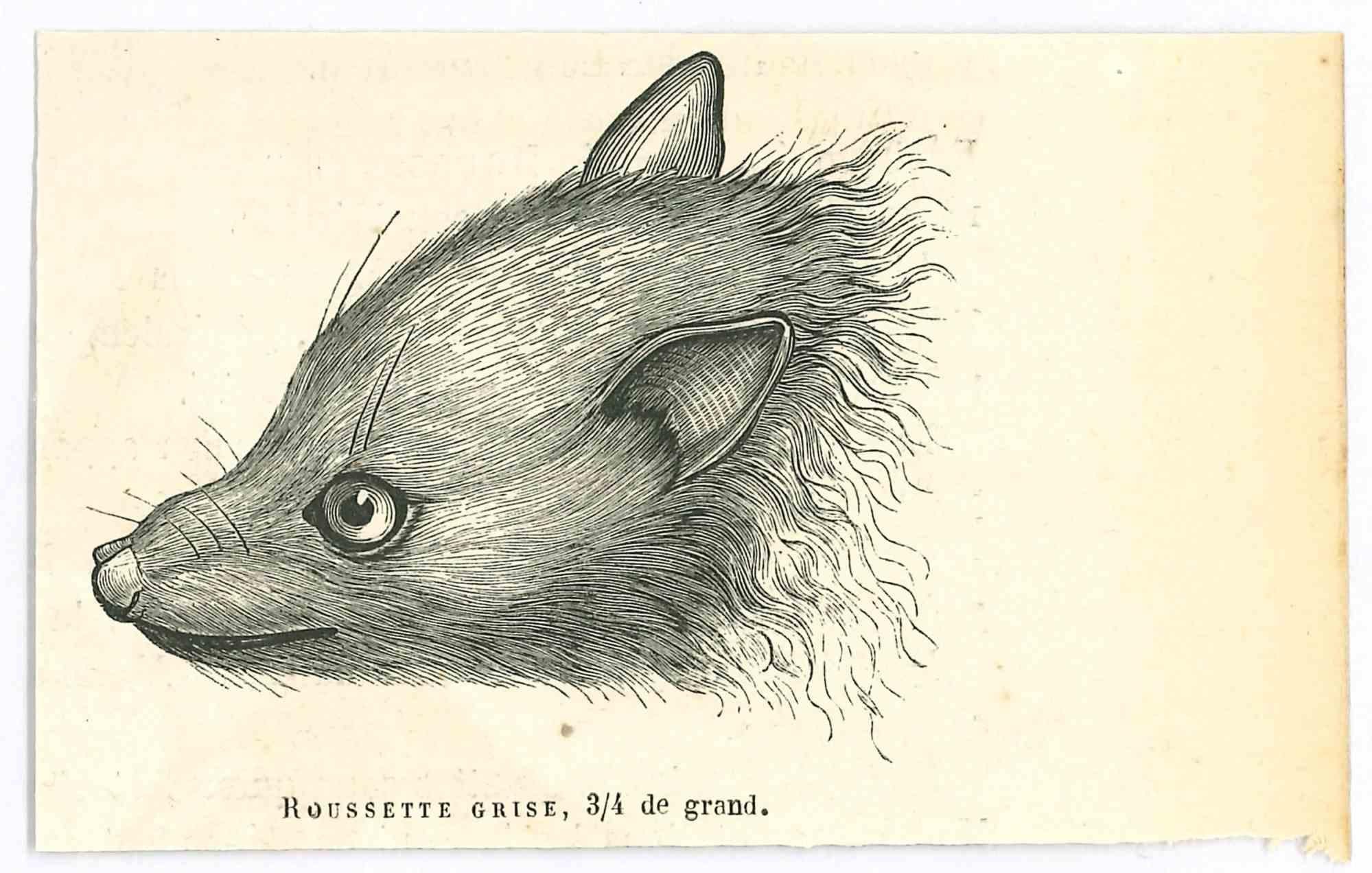 La souris - Lithographie de Paul Gervais - 1854