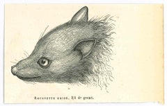 The Mouse - Lithograph by Paul Gervais - 1854
