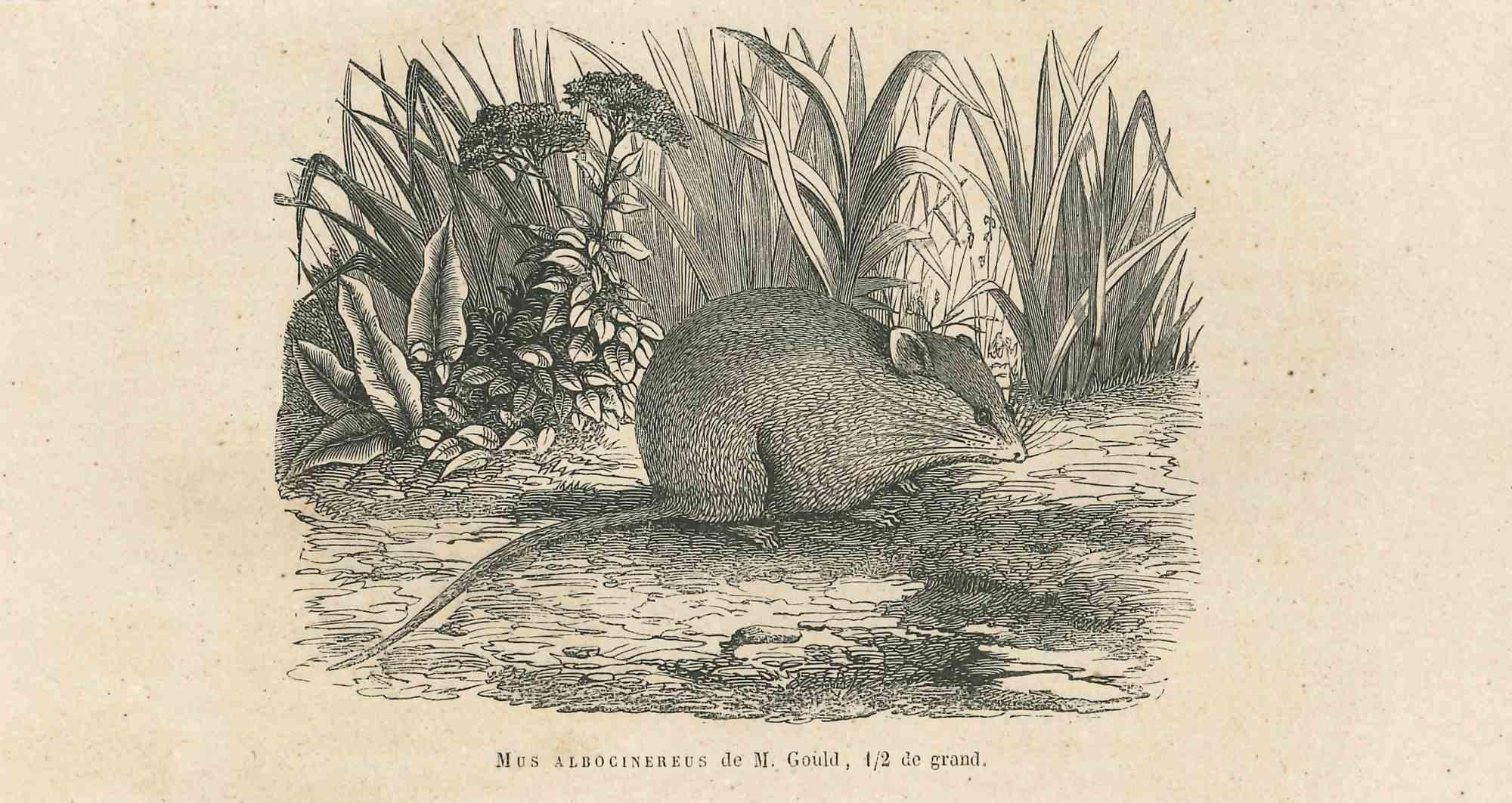 Il topo è una litografia originale su carta color avorio, realizzata da Paul Gervais (1816-1879). L'opera è tratta dalla serie "Les Trois Règnes de la Nature" ed è stata pubblicata nel 1854.

Buone condizioni.

Titolato in basso. Con le note sul