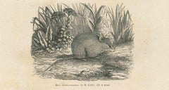 The Mouse – Lithographie von Paul Gervais, 1854