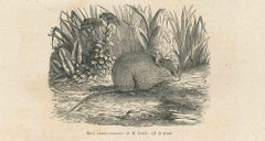 The Mouse - Lithograph by Paul Gervais - 1854