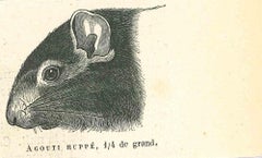 Antique The Mouse - Lithograph by Paul Gervais - 1854